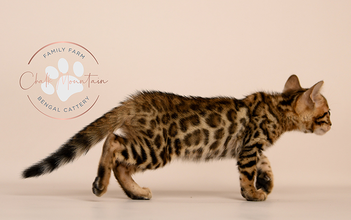 Bengal kitten for sale